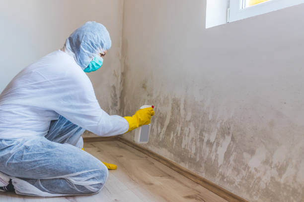 Licensed Mold Removal service in Capron, VA - WQB Mold Removal